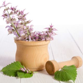 Adaçayı, Muscatel Adaçayı tohumları - Salvia sclarea - 115 seeds