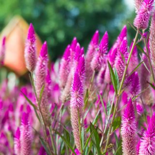 Celosía Spicata - Flamingo - Celosia spicata - Elegantes espigones bicolores - Semillas frescas