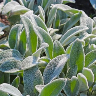Semințe de ureche de miel - Stachys lanata - 110 semințe