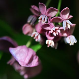 Trebladiga Akebia-frön - Akebia trifoliata