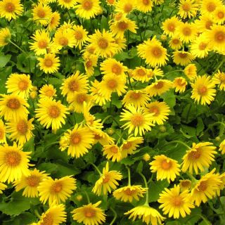 Leopard's Bane Medaillon d’Or zaden - Doronicum caucasicum - 220 zaden - Doronicum orientale