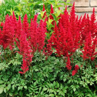 Čechrava arendsii - Astilbe arendsii - Perfektní do trvalkových záhonů a kytic - Čerstvá semena