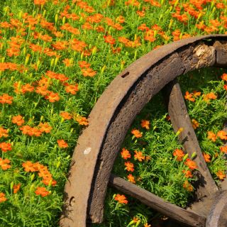 Tagète Citron - Orange Gem - 600 graines - Tagetes tenuifolia