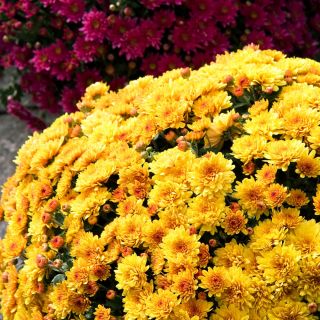 Chrysanthemum Fanfare Verbesserte Samen - Chrysanthemum x koreanum - 