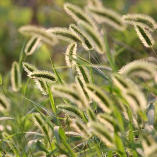 Large-Spike Bristlegrass siemenet - Setaria macrostachya