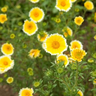 Sementes Tidy Tips - Layia platyglossa - 1600 sementes
