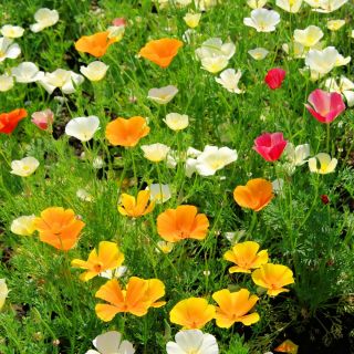 Cây anh túc California, hạt anh túc vàng - Eschscholzia californiaica - 600 hạt - Eschscholzia californica