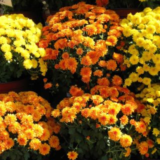 Chrysanthemum Fanfare Verbesserte Samen - Chrysanthemum x koreanum - 