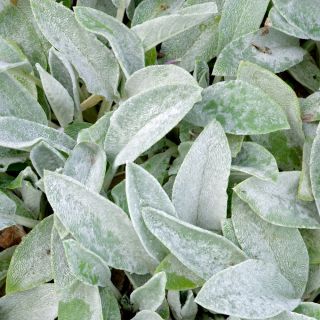 Semințe de ureche de miel - Stachys lanata - 110 semințe