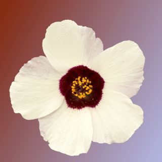 Ajannäyttäjä - 220 siemenet - Hibiscus trionum
