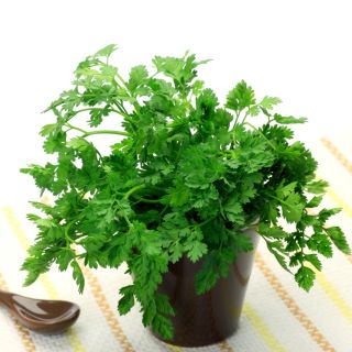 Perifollo - 400 semillas - Anthriscus cerefolium