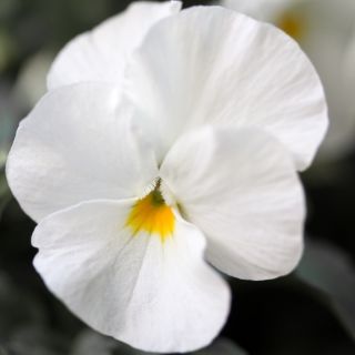 Фиа́лка Ви́ттрока - Mont Blanc - белый - 400 семена - Viola x wittrockiana