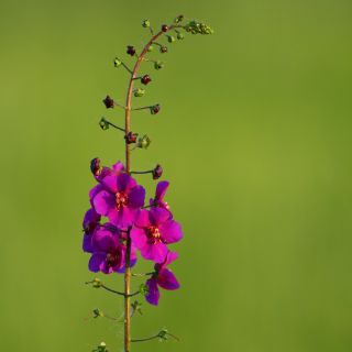 Paarse Mullein-zaden - Verbascum phoeniceum - 800 zaden