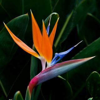 Kuş Cenneti çiçek tohumları - Strelitzia reginae - 10 tohum