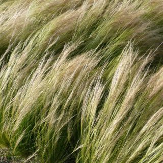 Iarbă de pene, semințe de pădure europeană - Stipa pennata - 10 semințe - Stipa joannis