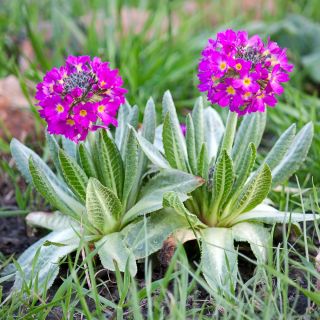 Drumstick Primrose frø - Primula denticulata - 600 frø - Penicula denticulata