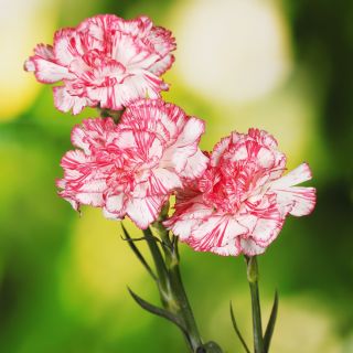 Raspberry Ripple Carnation seeds - Dianthus caryophyllus - 110 seeds