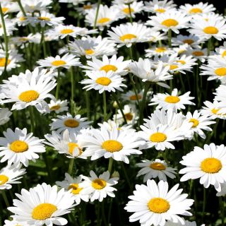 Semillas de margarita de ojo de buey - Chrysanthemum leucanthemum - Leucanthemum vulgare syn. Chrysanthemum leucanthemum