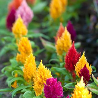 Lav Celosia plumosa - Celosia argentea var. plumosa nana - Strålende farver, sommerlang skønhed - Friske frø