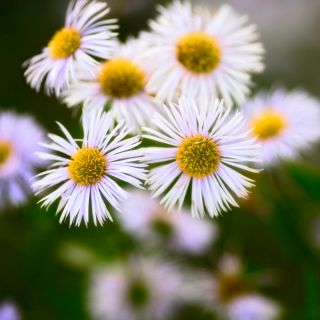Daisy Fleabane - Blue Variety - Erigeron speciosus - 700 seeds