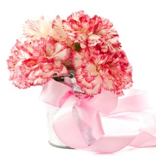 Raspberry Ripple Carnation seeds - Dianthus caryophyllus - 110 seeds
