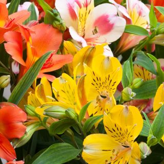 Peruvian Lily seeds - Alstroemeria Aurantiaca - 5 seeds
