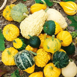 דלעת נוי דלעת זרעי מעורב - Cucurbita pepo - 30 זרעים