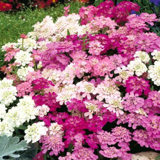 Semi misti Candytuft, Globe Candytuft - Iberis umbellata - 410 semi