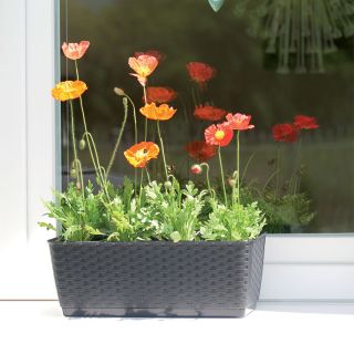 Ghiveci de flori dreptunghiulare cu farfurie - Ratolla - 29 x 12 cm - Alb - 