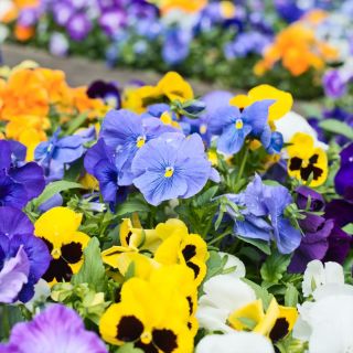 Viola del pensiero gigante - Miscuglio - Viola × wittrockiana - Petali grandi decorativi e commestibili - Semi Freschi