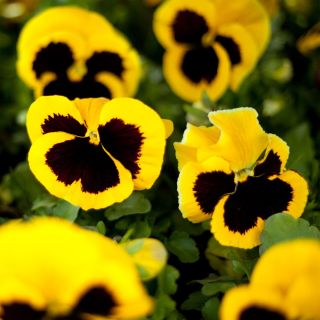 Penséer - gul - svart - 400 frön - Viola x wittrockiana