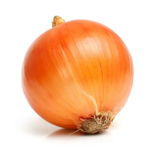 Cibuľa "Topolska" - pre zimné skladovanie - 1250 semien - Allium cepa L. - semená