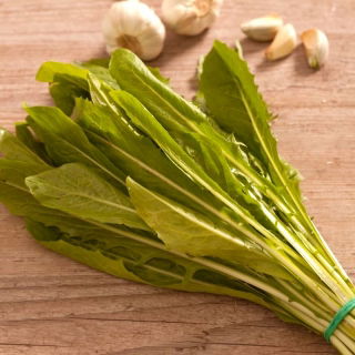 Cicoare "Spadona"; Radicchio - 2880 de semințe - Cichorium intybus ‘Spadona'