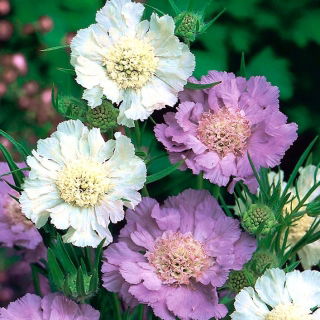Caucazian flori - selecție varietate; pincushion floare, scabioză caucaziană - 21 semințe - Scabiosa caucasica