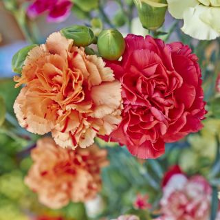 Kerti szegfű - Szabo - színkeverék - 275 magok - Dianthus caryophyllus