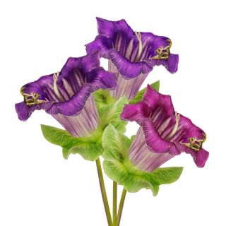Cobaea scandens - Miscuglio - Rampicante a crescita rapida per recinzioni rigogliose - Semi Freschi