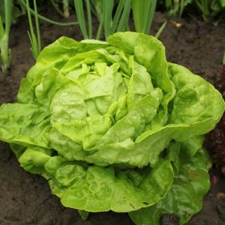 버터 헤드 상추 종자 - Lactuca sativa - 450 종자 - Lactuca sativa L. var. Capitata - 씨앗