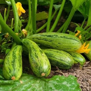 Courgette - Nimba - 12 graines - Cucurbita pepo