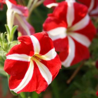 Havepetunia - rød - hvid - 80 frø - Petunia x hybrida