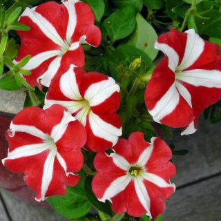 Havepetunia - rød - hvid - 80 frø - Petunia x hybrida
