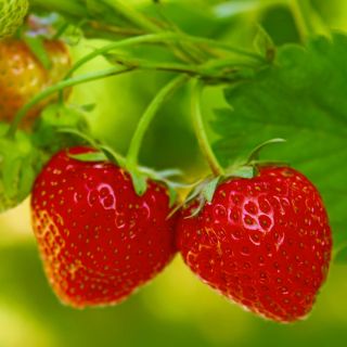 Strawberry semințe Tresca - Fragaria ananassa - 20 de semințe - Fragaria ×ananassa
