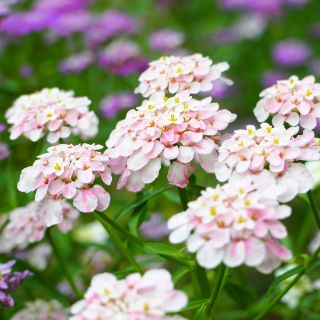 Semi misti Candytuft, Globe Candytuft - Iberis umbellata - 410 semi