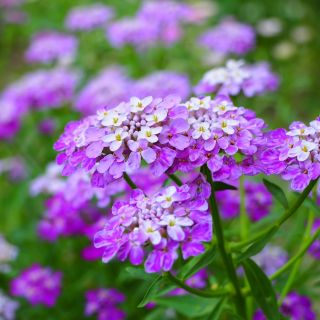 Semi misti Candytuft, Globe Candytuft - Iberis umbellata - 410 semi