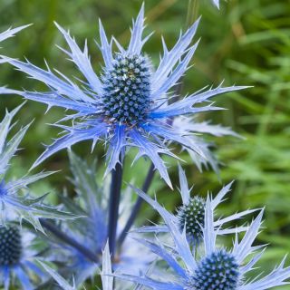 Erinago blu, agrifoglio marino piatto - 165 semi - Eryngium planum