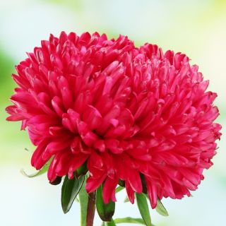 Astro nano - Milady Scarlet - Callistephus chinensis - Fioritura rosso fuoco, ideale per bordure - Semi Freschi