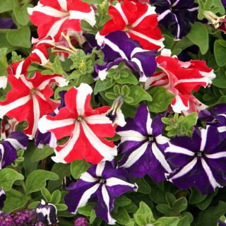 Petunia Multiflora semințe mixte - Petunia x hybrida - 80 de semințe - Petunia x hybrida pendula 