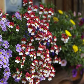 Nemesia, Elfenspiegel Helvetia Samen - Nemesia strumosa - 900 Samen