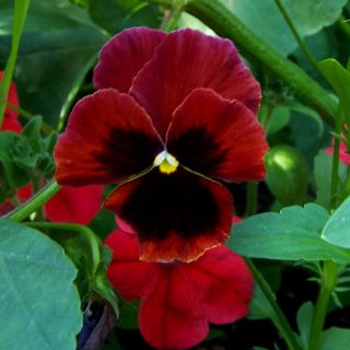 Large flowered  garden pansy - red with black dot - 400 seeds