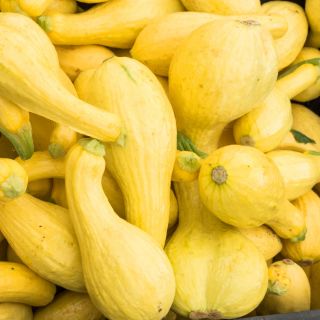 Prydnadspumpa - Yellow Crookneck - Gyllene böjda squash, dekorativ charm - Färska frön