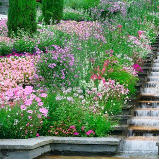 Pink Planter blandede frø - 
